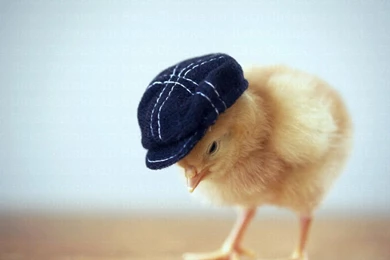 Pet HD Desktop Wallpapers