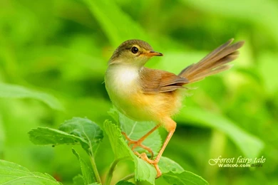 Forest Fairy Tale   Beautiful Birds In The Forest 1280x800 NO.22 ...