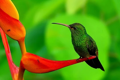 Birds Wallpapers Archives   Page 48 Of 76   WideWallpaper.info ...