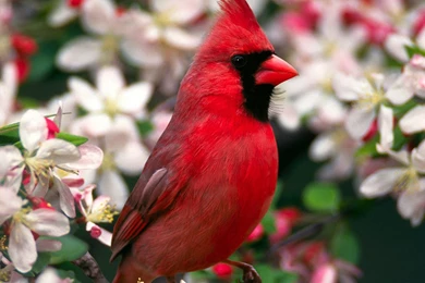 Flowers On The Bright Feathers Of Birds, Photo Wallpapers 2 ...
