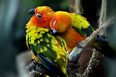 Love Birds Wallpapers, Free Desktop Backgrounds   Wallpapers Path