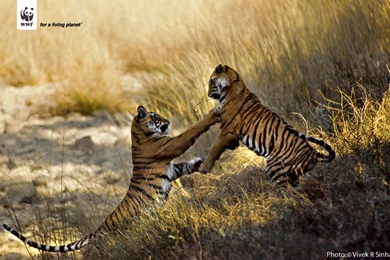 Wwf Wallpapers   Images   Tbwnz.com