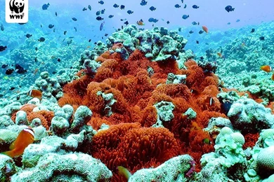 Wwf Wallpapers   Wallpapers Cave