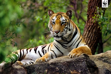 Advent Calendar 2015   WWF UK   In The Run Up To Christmas WWF Are ...