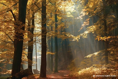 Two Roads Diverged In A Yellow Wood, Autumn, Large, 1920x1200 HD ...