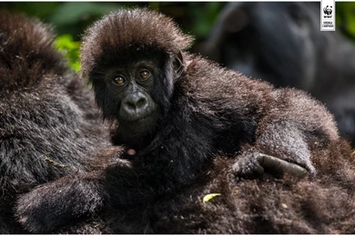 Wallpapers From Virunga   WWF UK