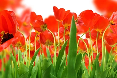Large Size Tulip Wallpapers 8 － Flower Wallpapers   Free Download ...