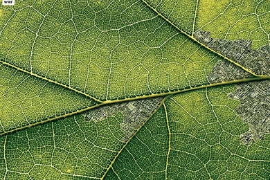 WWF World Wide Fund For Nature (WWF) PSAs Wallpapers 31161 ...