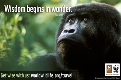 Free WWF Travel Inspired Wallpapers