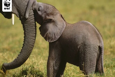 Fonds D'écran Wwf   Page 3