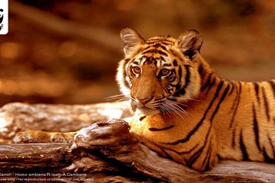 Wallpapers Hello Kitty Violet Naturenature Hd Wwf X Free ...