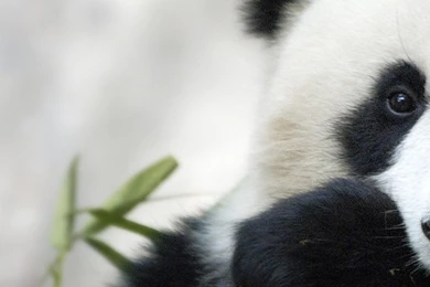 World Wildlife Fund Wallpapers