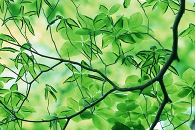 Green Leaves Iphone Wallpapers N04 iPhone Wallpapers Free, iPhone 4 ...