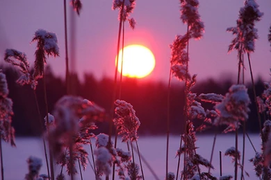 Beautiful winter sun wallpapers 1024x768