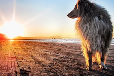 Dog Backgrounds, Best Friend, Wallpapers Of Dog, Download Dog ...