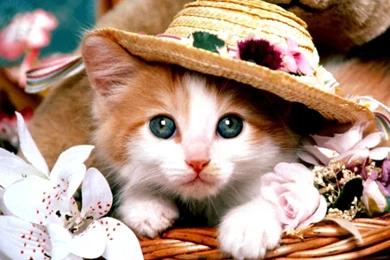 Cute Animal Wallpapers Cute Animals