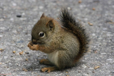 Cute Baby Wild Animals Wallpapers Hd Pictures 4 Hd Wallpapers ...