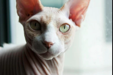 16 Sphynx Cat HD Wallpapers
