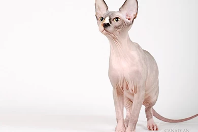 Sphynx Cat Wallpapers