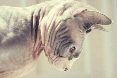 Sphynx Cat, Look Down, Animal Photos, Beautiful, Pet, Wallpapers