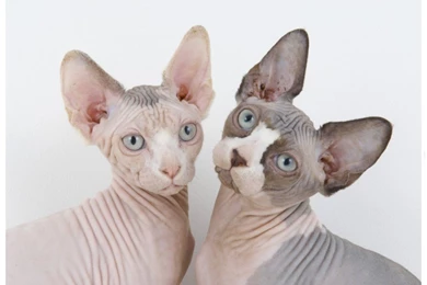 Sphynx Cats Photo And Wallpaper. Beautiful Sphynx Cats Pictures