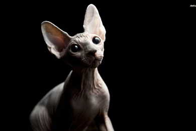 16 Sphynx Cat Fondos De Pantalla HD