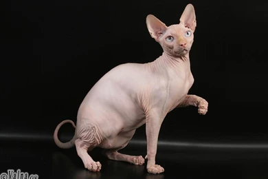 Sphynx Cat Wallpapers