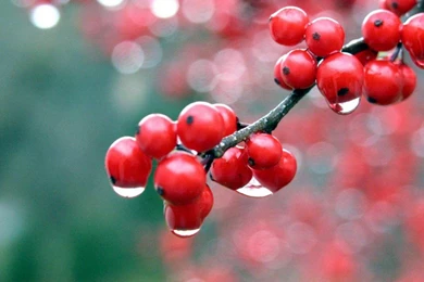 Desktop wallpaper hd 3d full screen flowers_   HD Widescreen ...