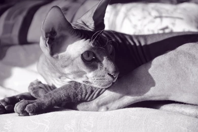Sphynx Cat Is Resting Wallpapers And Images   Wallpapers, Pictures ...