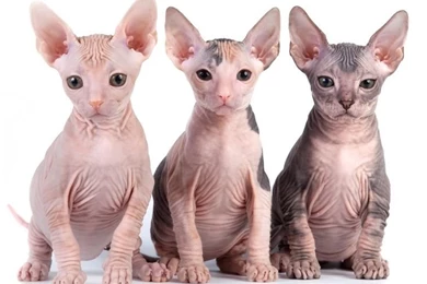 Hairless Sphynx Kitten. They Seem Quite Ugly But Somehow, They ...