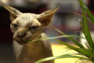 Sphynx Cat Face Wrinkles