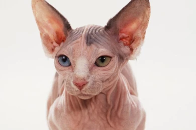 Sphynx Cat With Clothes   Wallpaper.