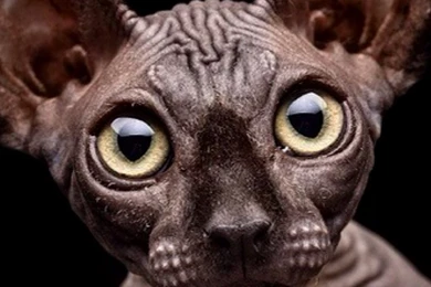 Sphynx Cat Pictures