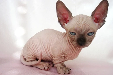 Sphynx Cat   Cat Breed History And Some Interesting Facts
