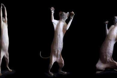 These Cats Do Not Look Like They're From Earth