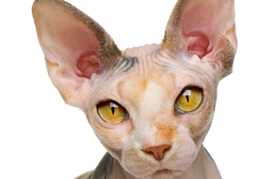 Sphynx Cat, 1 Year Old, In Front Of White Backgrounds – Pets