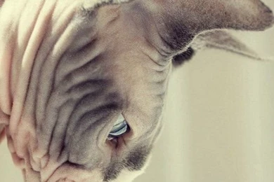 ♥️Sphynx♥   On Pinterest