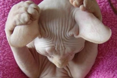 My Dream Kitty On Pinterest