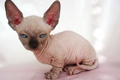 Sphynx Cat Kittens   Wallpaper.