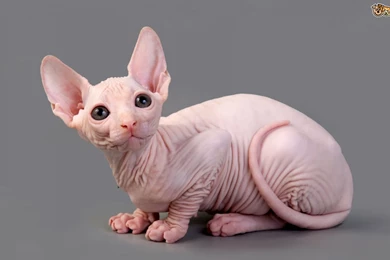 Sphynx Cat   Cat Breed History And Some Interesting Facts