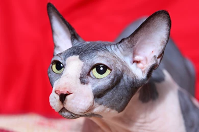 Sphynx Cat With Green Eyes On A Red Backgrounds Wallpapers And ...