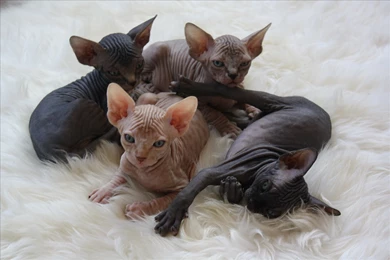 Sphynx Cat Child Wallpaper Backgrounds