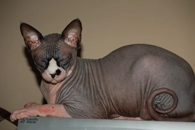 Hairless Sphynx Cat Wallpapers And Images   Wallpapers, Pictures ...