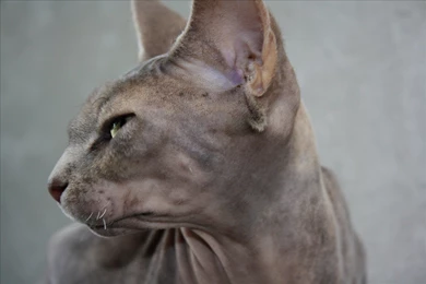 Sphynx Cat Face Side View Wallpapers