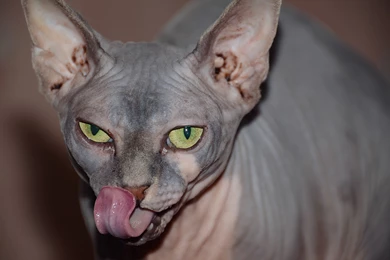 1200x754px Sphynx Cat