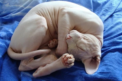 Sleeping Sphynx Cat