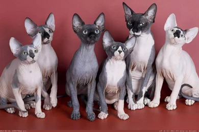 Album: Cats And Kitten Wallpapers 1366x768 (page 1 Of 2, Full Images)