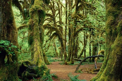 Natural Backgrounds Hd Wallpapers ›› Page 0