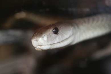 Black Mamba Snakes High Definition Wallpapers Cool Desktop ...