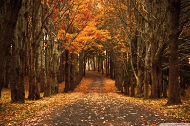 Late Autumn HD Desktop Wallpapers : High Definition : Mobile : Dual ...